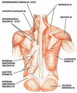 t-spine mobility